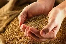 آخرین جزئیات از قیمت خرید تضمینی گندم