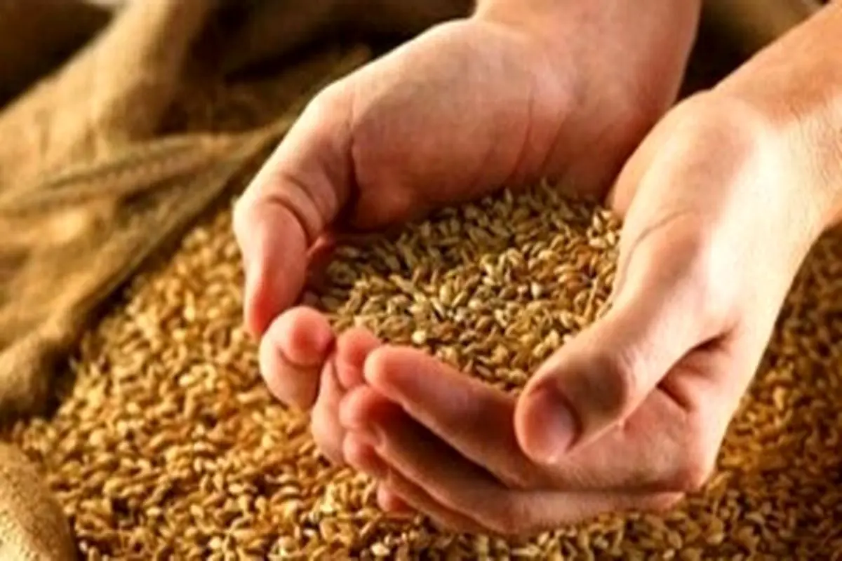 آخرین جزئیات از قیمت خرید تضمینی گندم