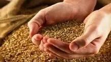 آخرین جزئیات از قیمت خرید تضمینی گندم