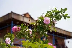برداشت گل محمدی در روستای اله رودبار بابل