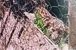مشاهده پلنگ در منطقه کردان در البرز