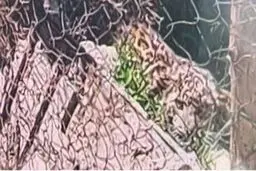 مشاهده پلنگ در منطقه کردان در البرز