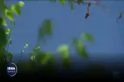 چین چگونه توانست آلودگی هوا را کاهش دهد؟+ ویدئو