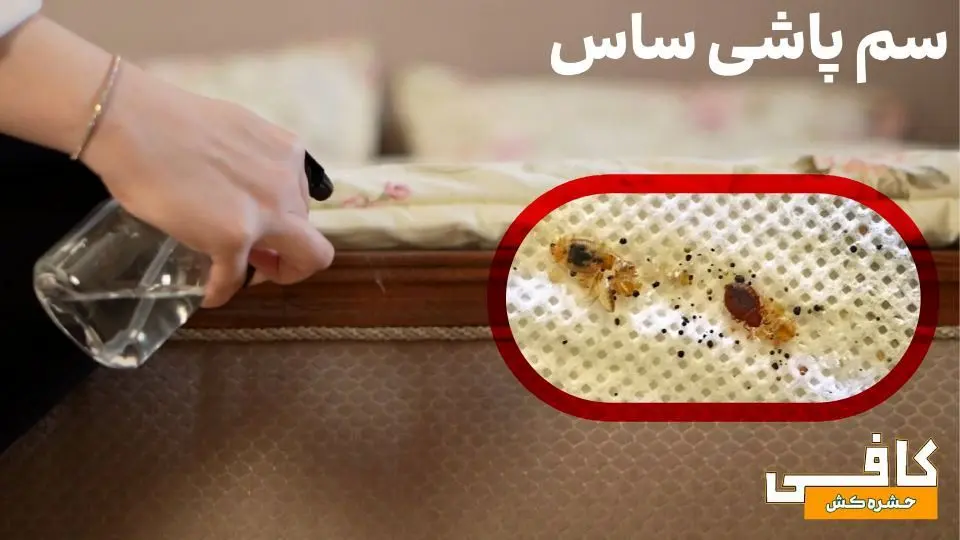 روش سمپاشی ساس به صورت کاملا اصولی