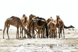 تالابی که مسیر رفت‌و‌آمد شترها شد

