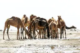 تالابی که مسیر رفت‌و‌آمد شترها شد

