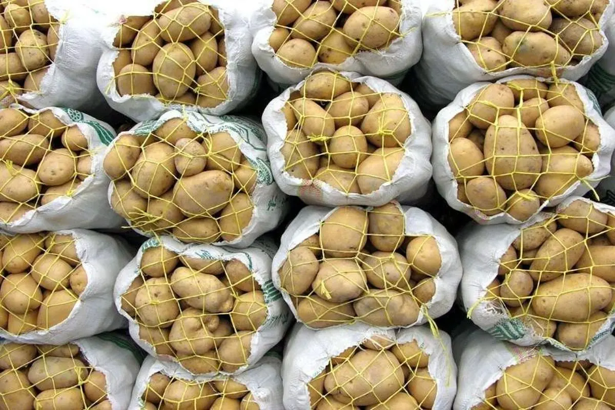 صادرات سیب‌زمینی ممنوع شد