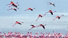 پرواز با فلامینگوها