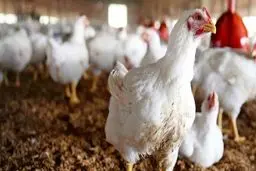 ضرورت تقویت و ارتقای ژنتیک نژاد مرغ بومی و تشویق احیاگران توسط دولت‌