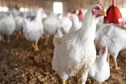 ضرورت تقویت و ارتقای ژنتیک نژاد مرغ بومی و تشویق احیاگران توسط دولت‌