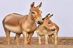 تولد ۴ گور ایرانی در پارک ملی کویر+ویدئو