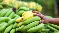 ۱۶ میلیارد تومان جریمه برای قاچاق ۹۳ هزار کیلو موز
