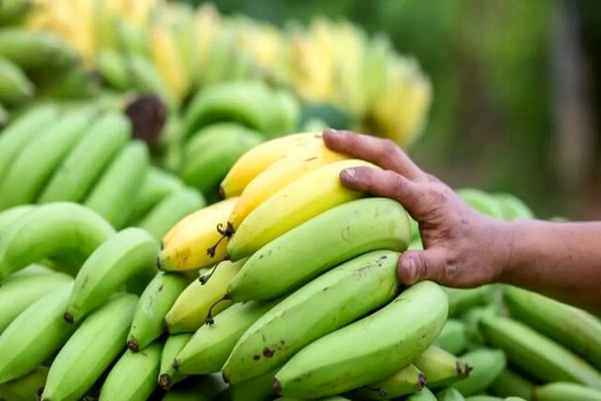۱۶ میلیارد تومان جریمه برای قاچاق ۹۳ هزار کیلو موز
