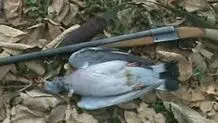 صدور مجوز شکار کبوتر
