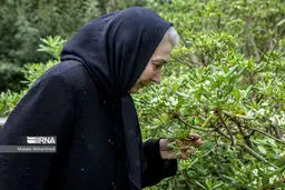 زمان و مکان مراسم تشییع و خاکسپاری پروانه معصومی اعلام شد