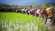 راه رشد سریع نشا برنج چیست؟