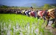 راه رشد سریع نشا برنج چیست؟