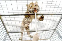 کارزاری مردمی برای تعطیلی سافاری الیمالات