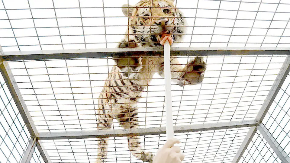 کارزاری مردمی برای تعطیلی سافاری الیمالات