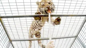 کارزاری مردمی برای تعطیلی سافاری الیمالات