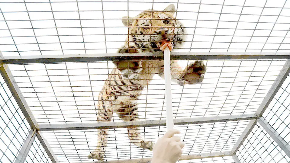 کارزاری مردمی برای تعطیلی سافاری الیمالات