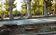 دادستان تهران: با عاملان قطع درختان برخورد قاطع می‌شود