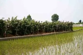 برداشت گل محمدی در روستای اله رودبار بابل