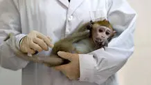 افزایش ۷۷ درصدی موارد آبله میمونی در طول یک هفته در 9 کشور