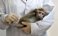شناسایی ۲۰۰ مورد ابتلا به بیماری آبله میمون در 20 کشور