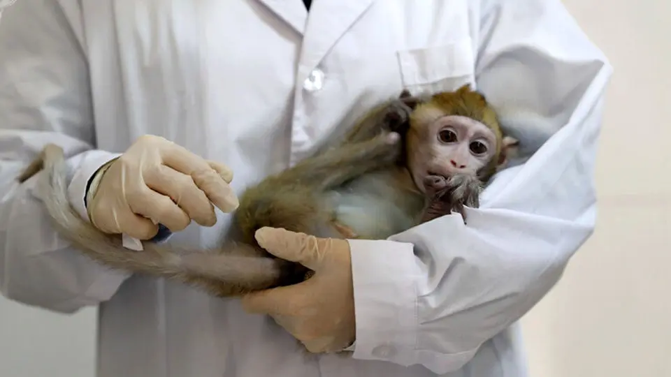 موردی از ابتلا به آبله میمون در ایران گزارش نشده است