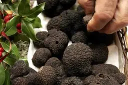 قارچ سمی ۱۹ نفر را مسموم کرد 