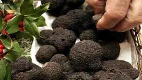 آمار بالای مسمومیت با قارچ سمی در کرمانشاه، فارس و زنجان
