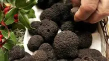 قارچ سمی ۱۹ نفر را مسموم کرد 