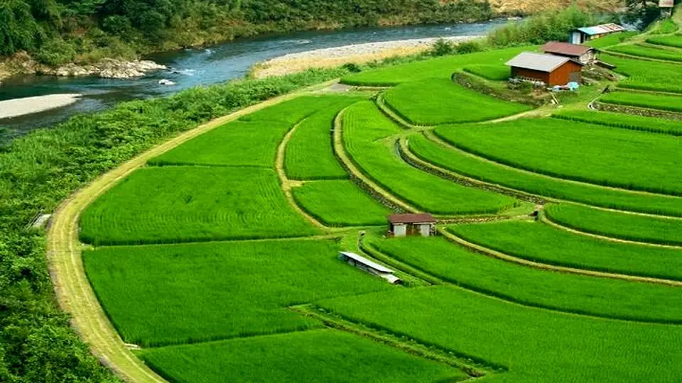 کشت برنج در ۸۵۱ هکتار از مزارع گلوگاه انجام شد