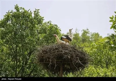 همزیستی لک‌لک‌ها و انسان در روستای دره‌تفی - کردستان
