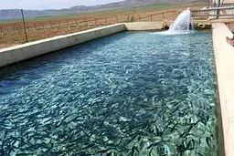 رشد ۱۰۰ درصدی پرورش ماهیان سردابی

