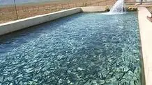 رشد ۱۰۰ درصدی پرورش ماهیان سردابی

