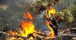 آتش‌سوزی جنگل‌ها، خاک آلی کشور را هم در کنار درختان از بین برد


