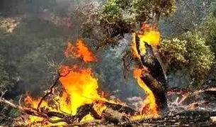 آتش‌سوزی جنگل‌ها، خاک آلی کشور را هم در کنار درختان از بین برد


