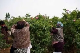 برداشت گل محمدی در روستای اله رودبار بابل