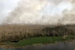 حریق حدود ۱۰ هکتاری در نیزارهای تالاب انزلی؛ عملیات مهار ادامه دارد