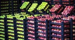 توزیع میوه شب عید با هدف ثبات قیمت و آرامش بازار انجام می‌شود
