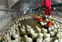 هشدار درباره شیوع آنلفوآنزای فوق‌حاد پردندگان در کشور
