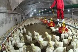 هشدار درباره شیوع آنلفوآنزای فوق‌حاد پردندگان در کشور