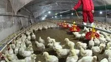 هشدار درباره شیوع آنلفوآنزای فوق‌حاد پردندگان در کشور