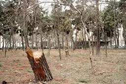 ۶۴ درخت در ساری به دلیل انتقام جویی قطع شد! 