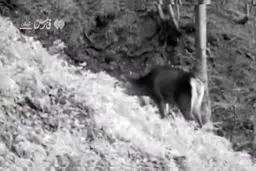 بازگشت شاهزاده به جنگل‌های ایران + ویدیو