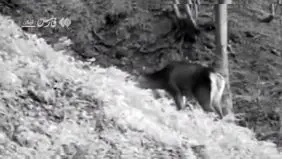 بازگشت شاهزاده به جنگل‌های ایران + ویدیو