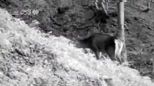 بازگشت شاهزاده به جنگل‌های ایران + ویدیو