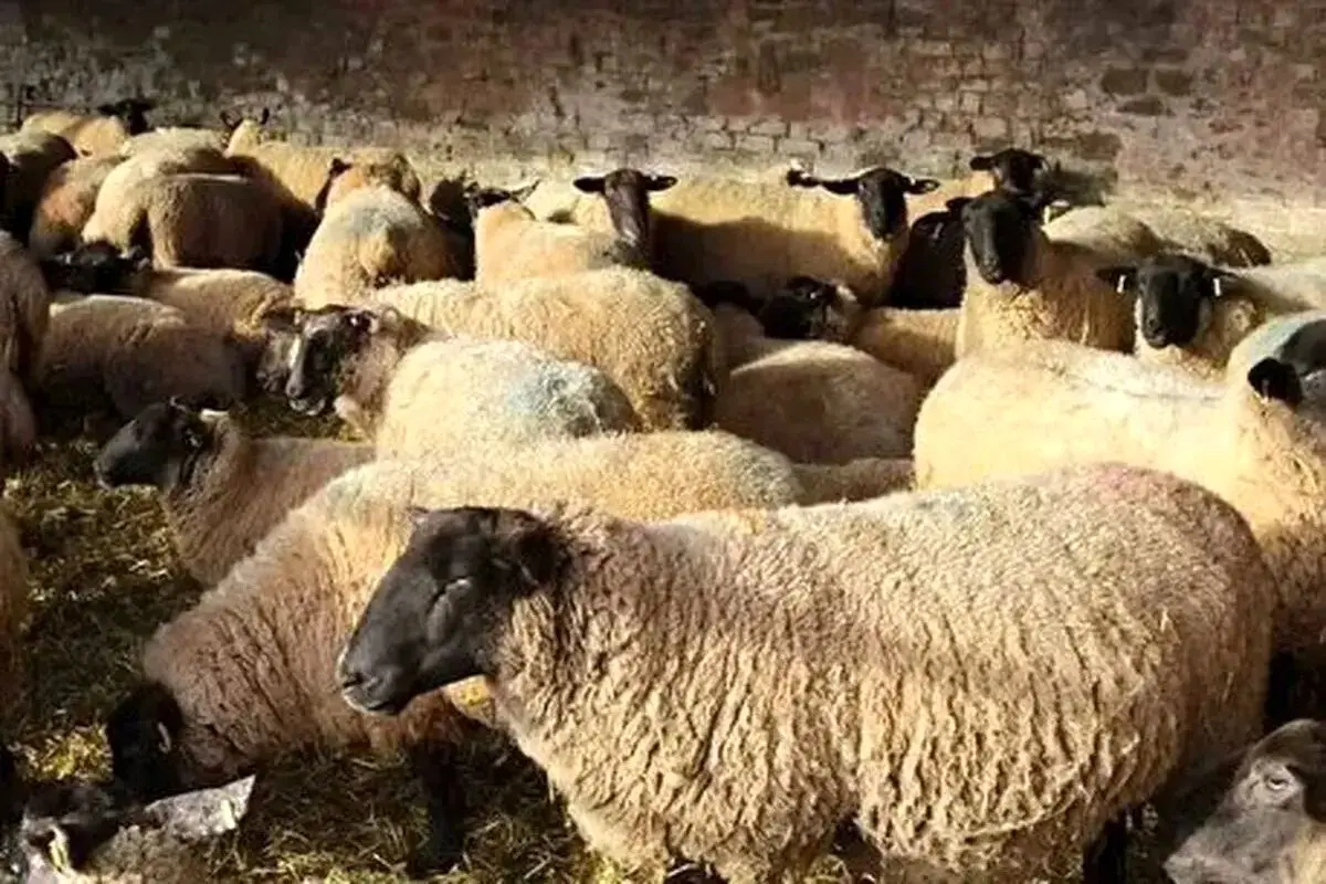 قیمت دام زنده امروز ۲۹ اردیبهشت ۱۴۰۵ + جدول